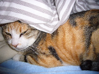P1030479-ss.JPG