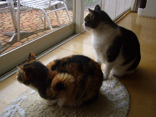 P1020945-ss.JPG