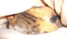 P1030679-yss.JPG
