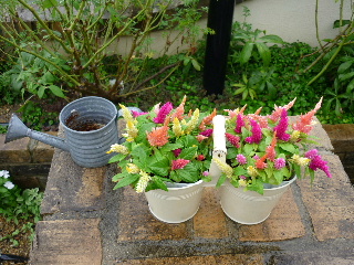 P1050046-ss.JPG
