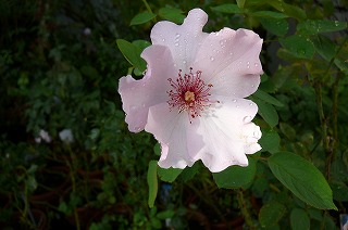 P1100422ss.jpg