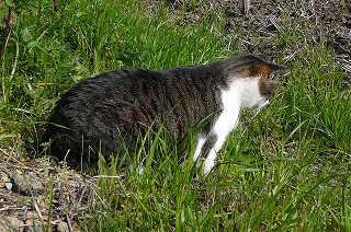 P1050060ss.jpg