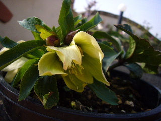 P1020156-ss.JPG