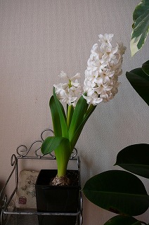 P1030877ss.jpg