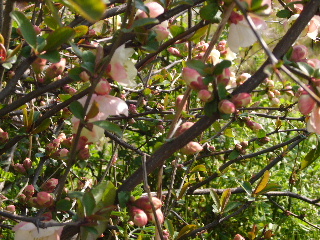 P1020188-ss.JPG