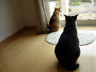 P1030437-ss.JPG