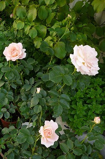 P1060370ss.jpg