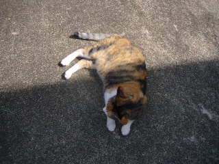 P1030791-ss.JPG