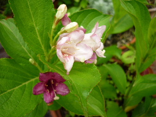 P1000412-ss.JPG