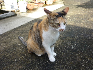 P1030459-ss.JPG