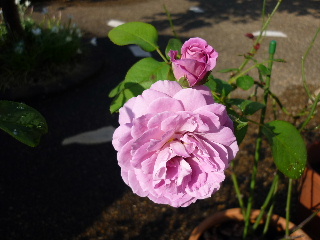 P1050146-ss.JPG