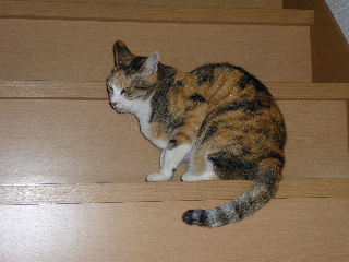 P1000270-ss.JPG
