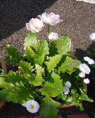P1030590-tss.JPG