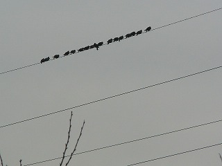 P1240663ss.jpg