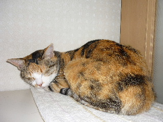 P1000100-ss.JPG