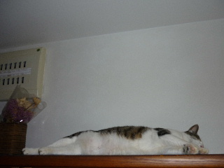 P1000107-ss.JPG