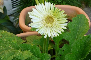 P1100458ss.jpg
