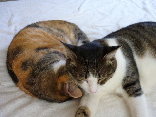 P1030840-ss.JPG