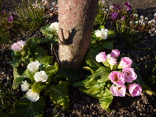 P1000476-ss.JPG