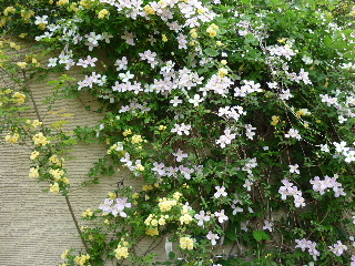 P1000522-ss.JPG