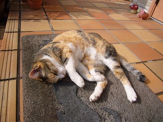 P1140019-ss.jpg