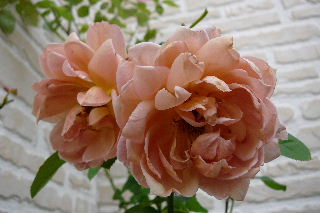 P1000714-ss.JPG
