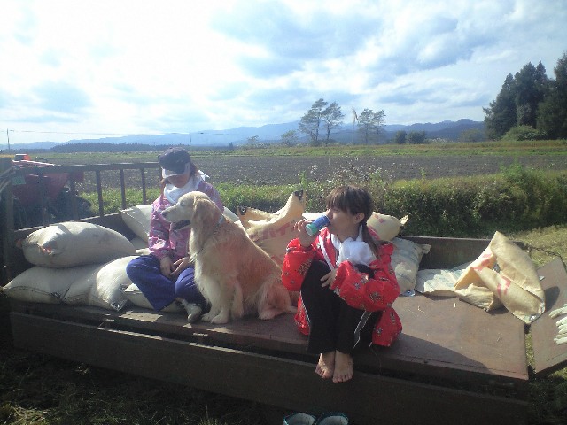 稲刈り体験中ｗ