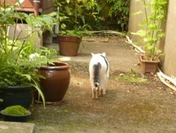 江ノ島で見かけた猫ちゃん