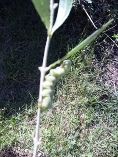 オリーブとスズメガの幼虫