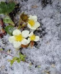 雪と苺の花