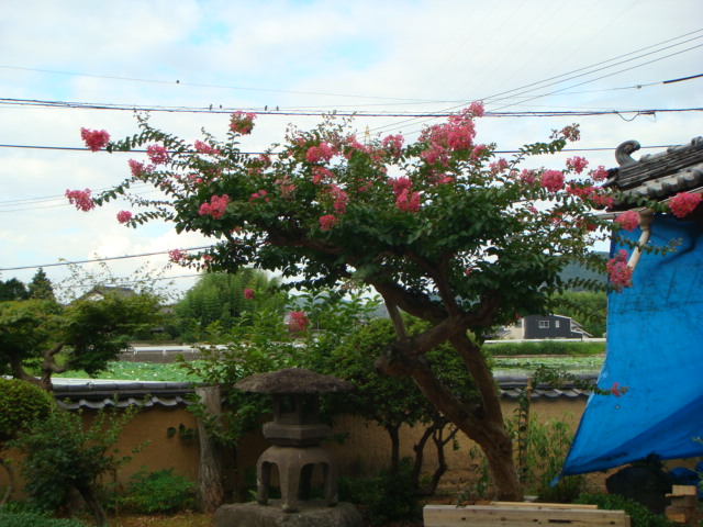 木の花