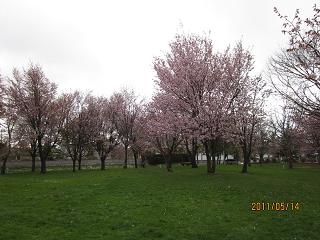 錦町公園　桜