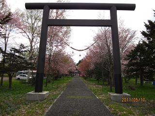 野幌神社　桜
