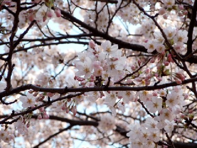2007年・桜・４００