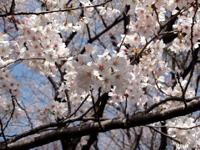 2007年・桜１