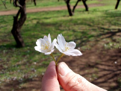 2007年・桜２