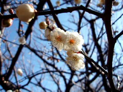 梅の花三輪