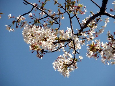 2007年・桜３