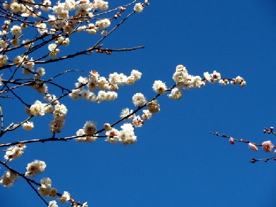 白梅の枝