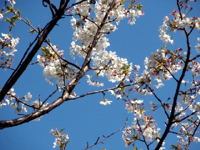 2007年・桜４