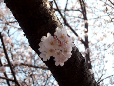 2007年・桜５