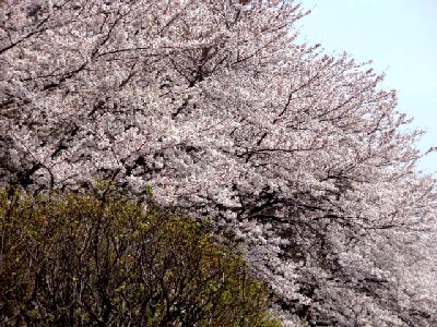 桜・遠景