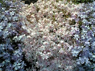 芝桜