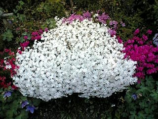 芝桜２