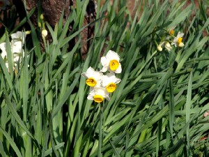 水仙の花