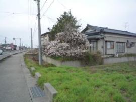 桜2