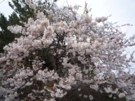 桜3