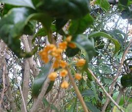 金木犀ピンボケ