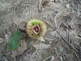 栗の実