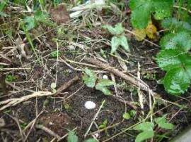 いのちのアサガオの双葉